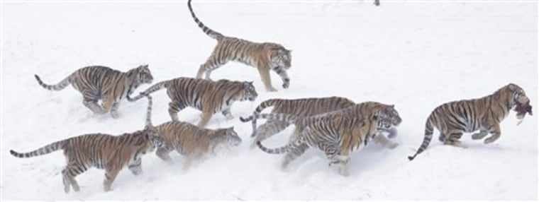 The deaths reflected the mixed results as China attempts to save its dwindling number of tigers.
